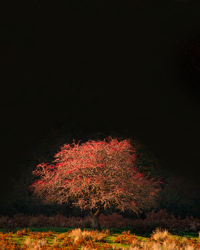 Hawthorn