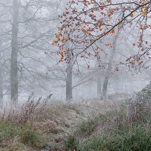 Winterwood
