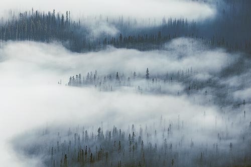 Mist-Layered Treeescape