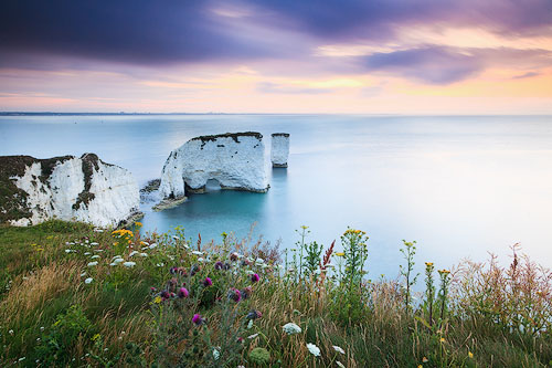 Old Harry Flowers