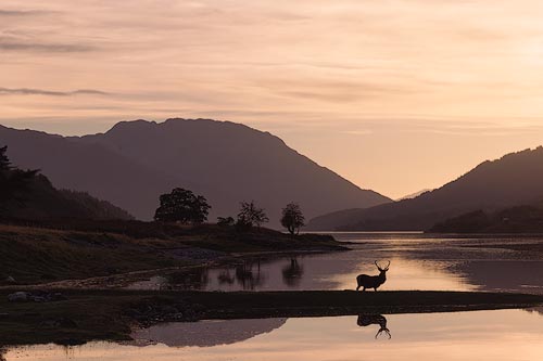 The Stag
