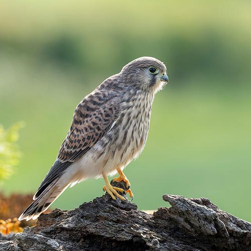Kestrel Photography Workshop